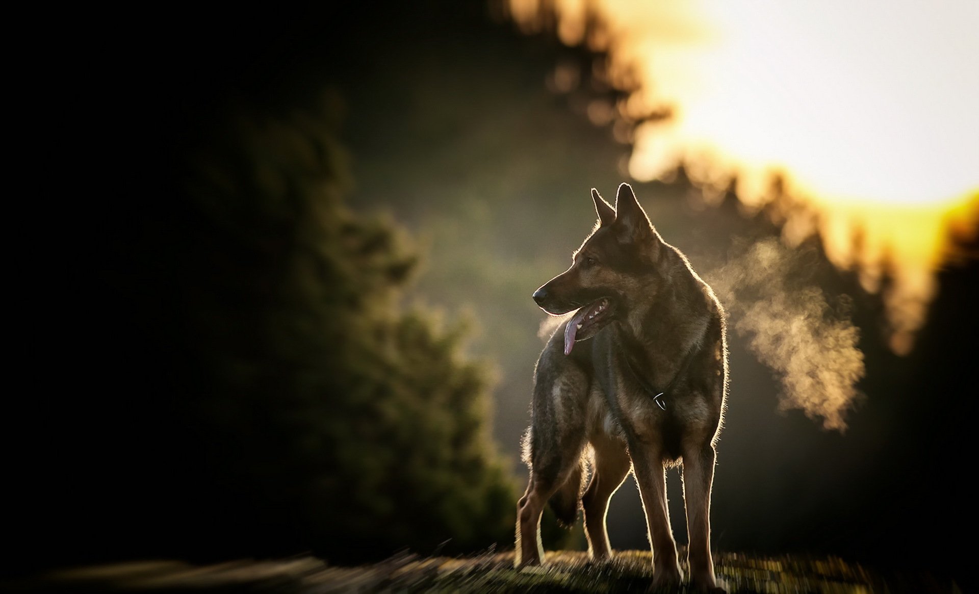 perro mirada amigo