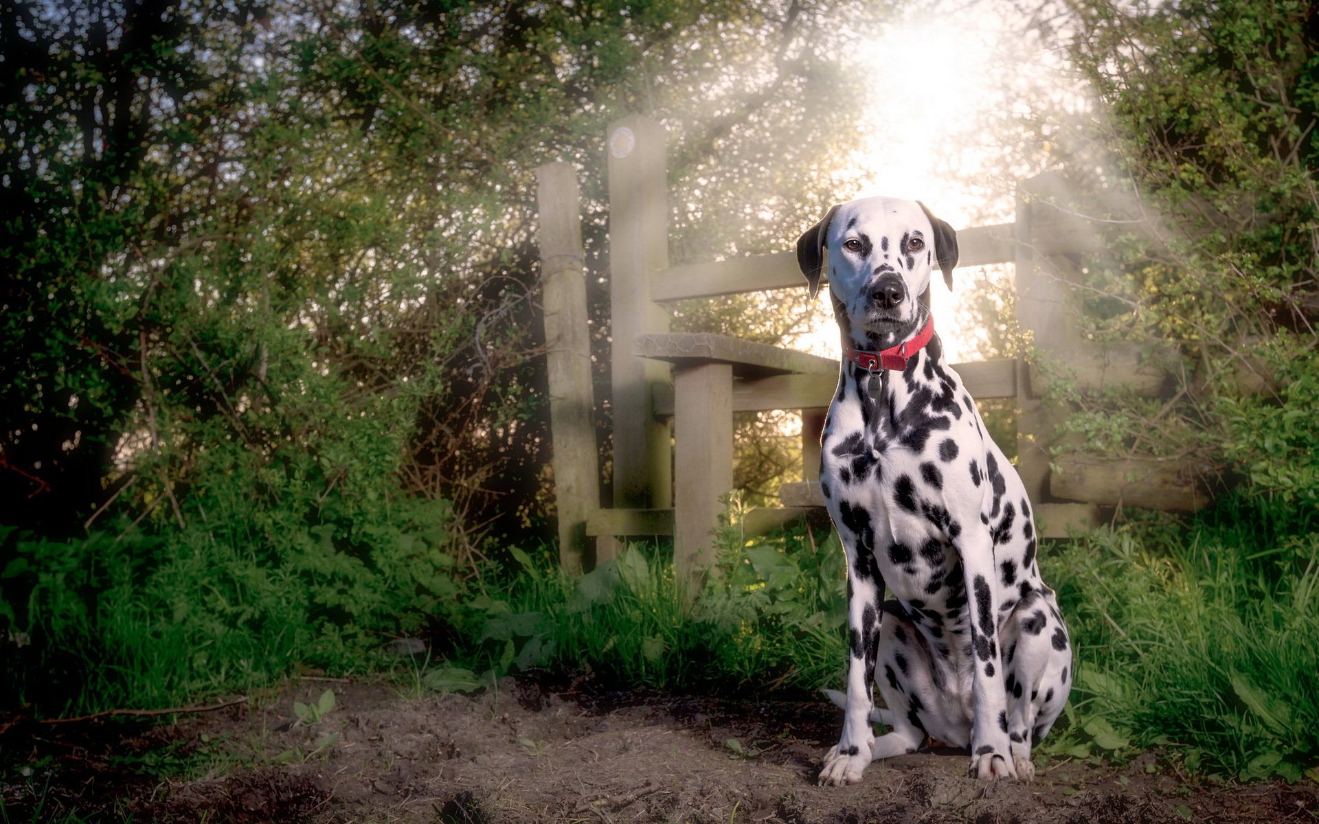 dalmatien chiot chien