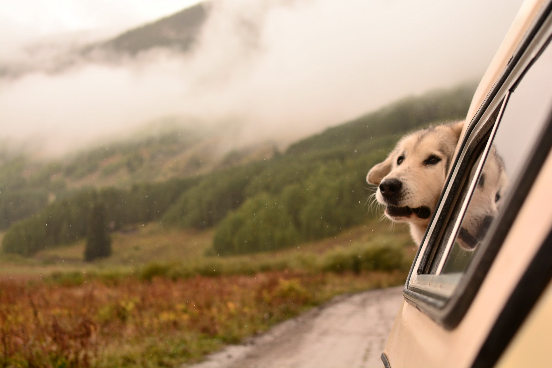 hund blick freund