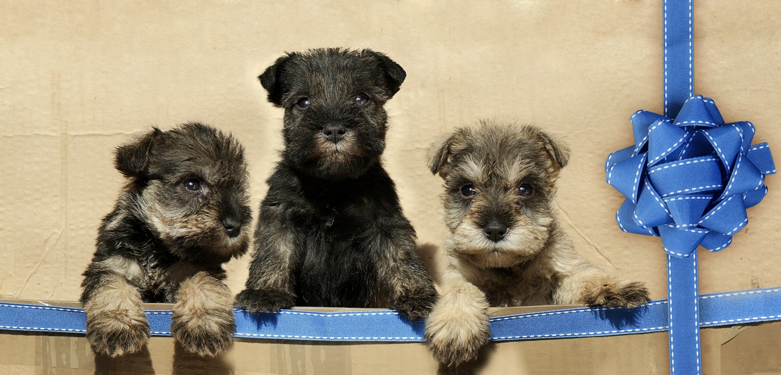 cuccioli trio trinità nastro fiocco