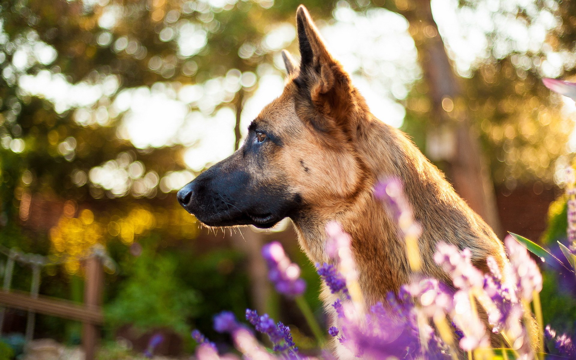 chien regard ami