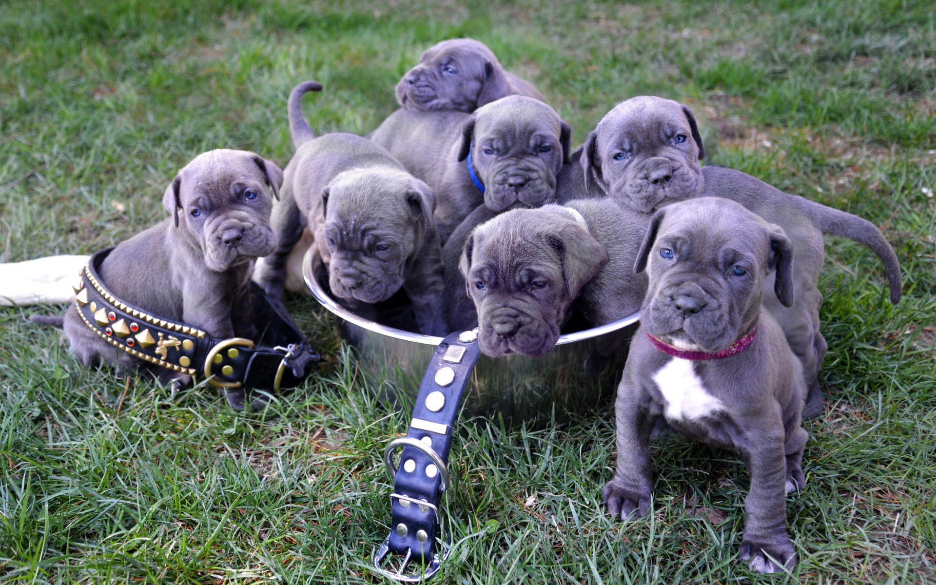 mastiff napolitain chiots