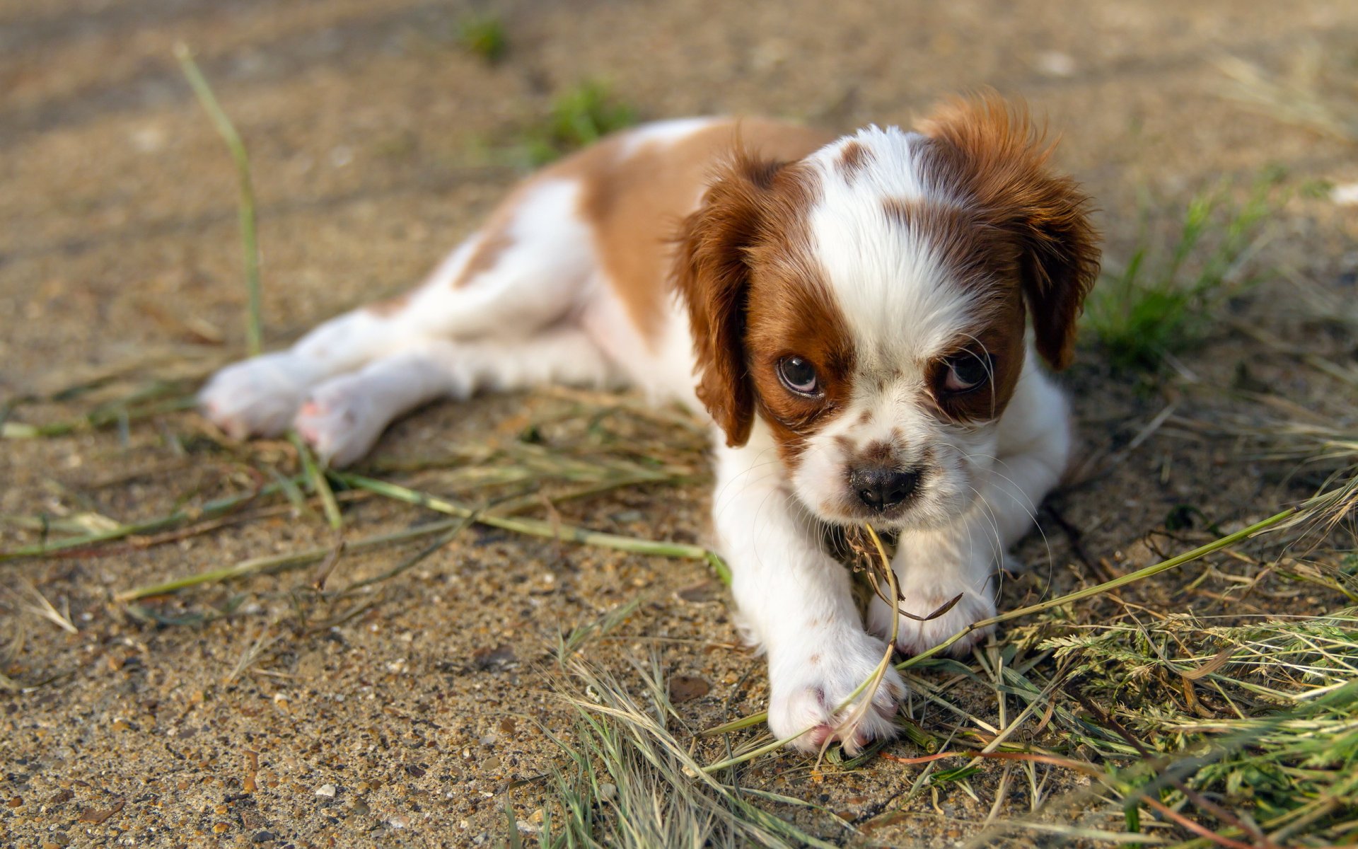 chien regard ami