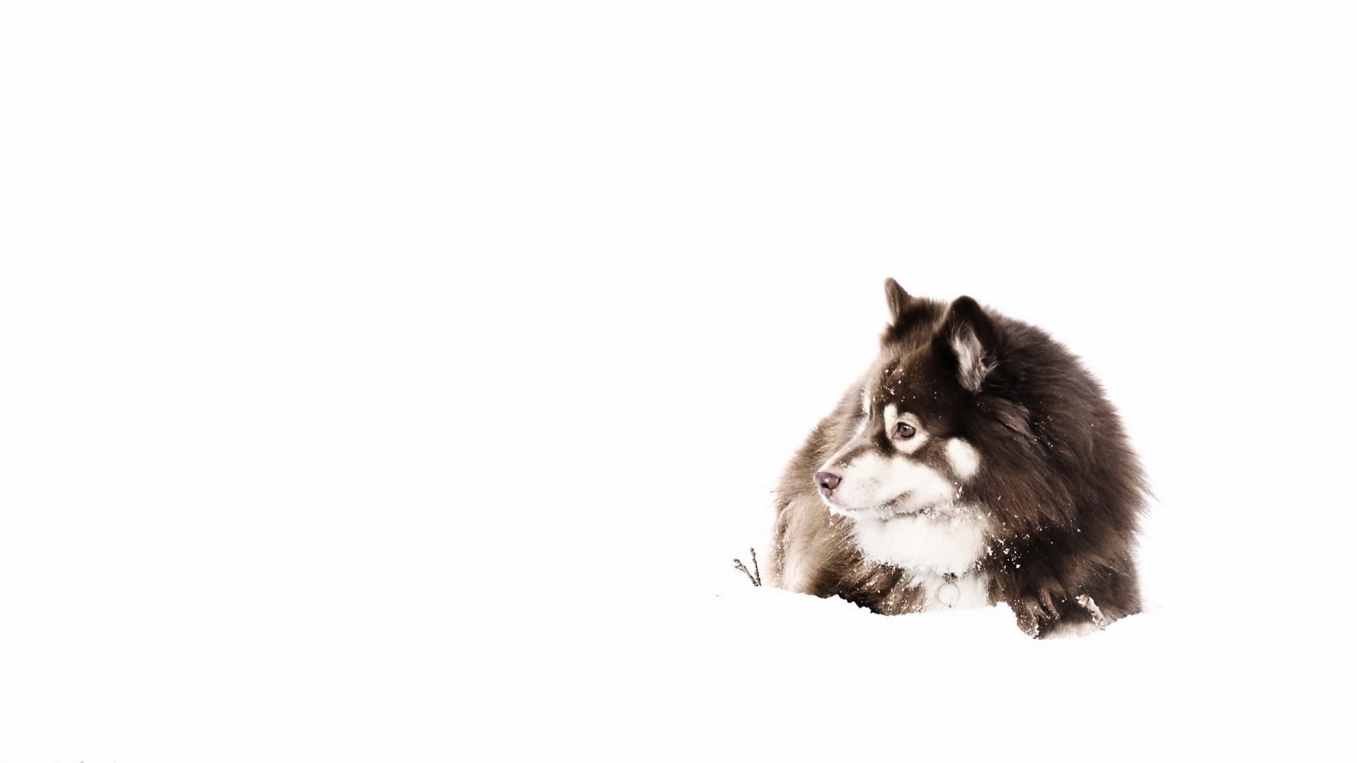 chien regard ami