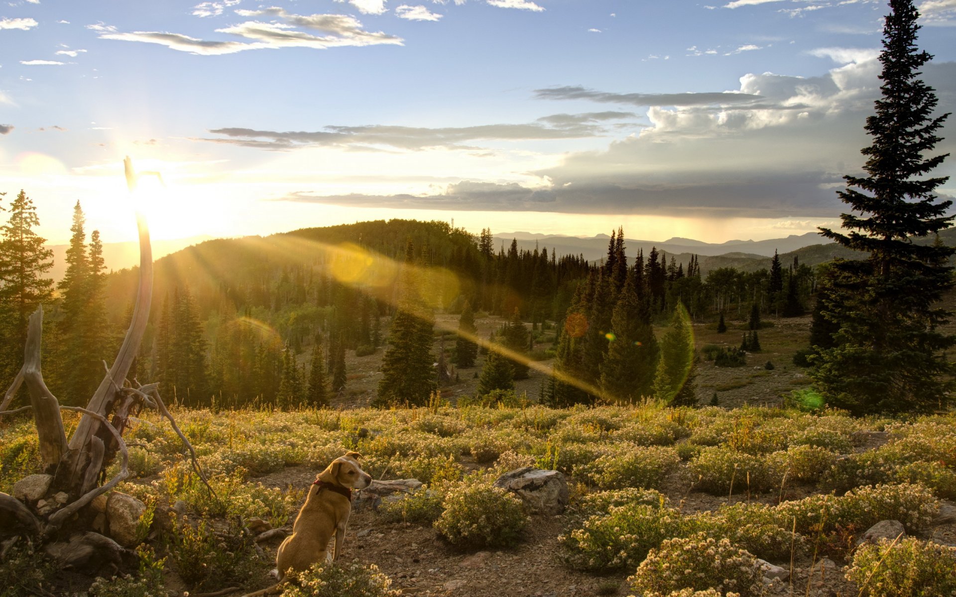 dog other nature