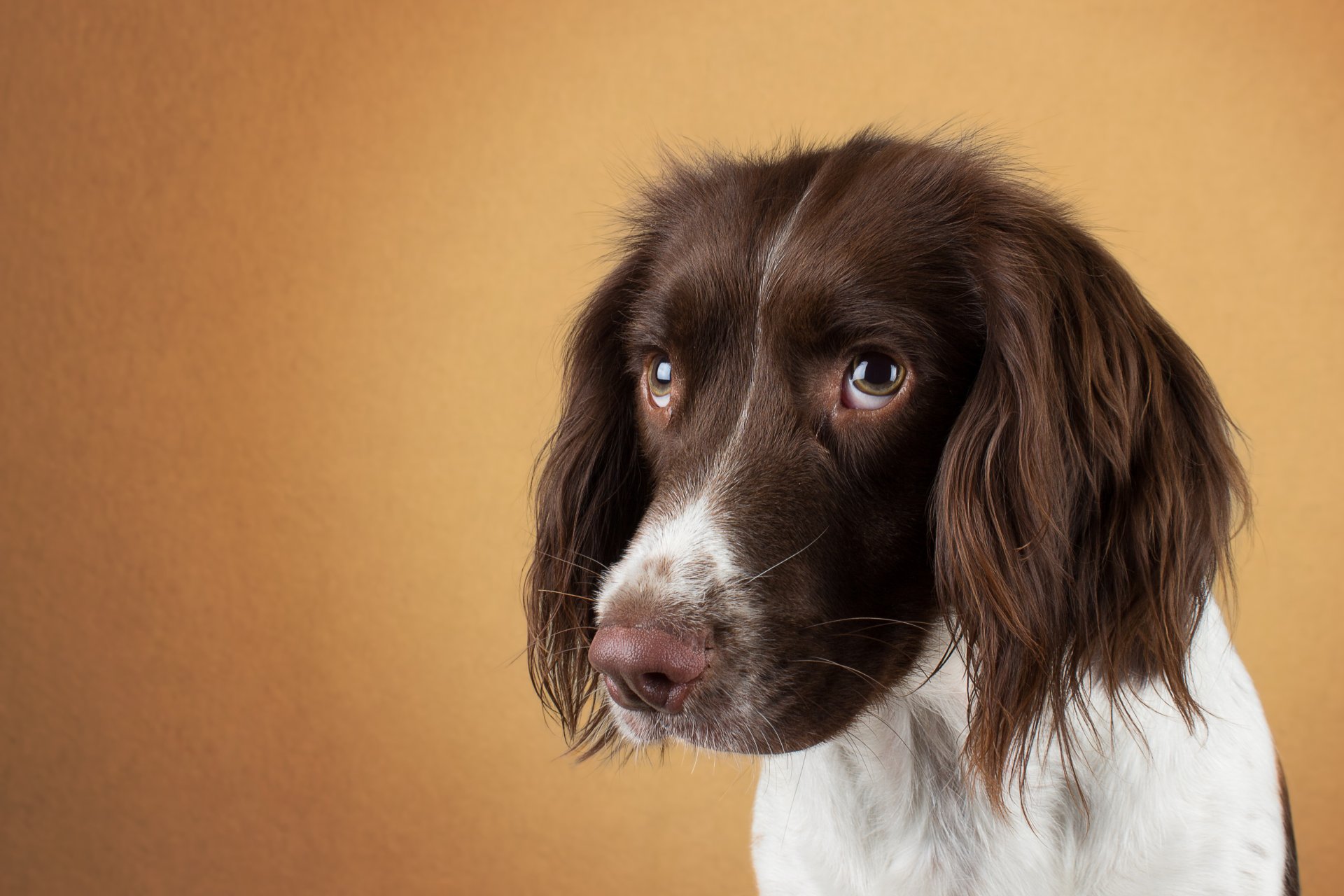 chien visage yeux triste