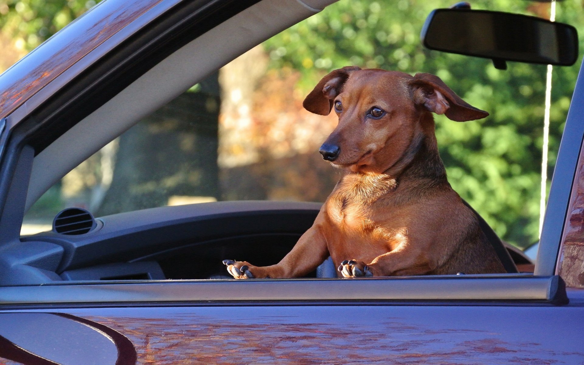 chien teckel voiture passager situation
