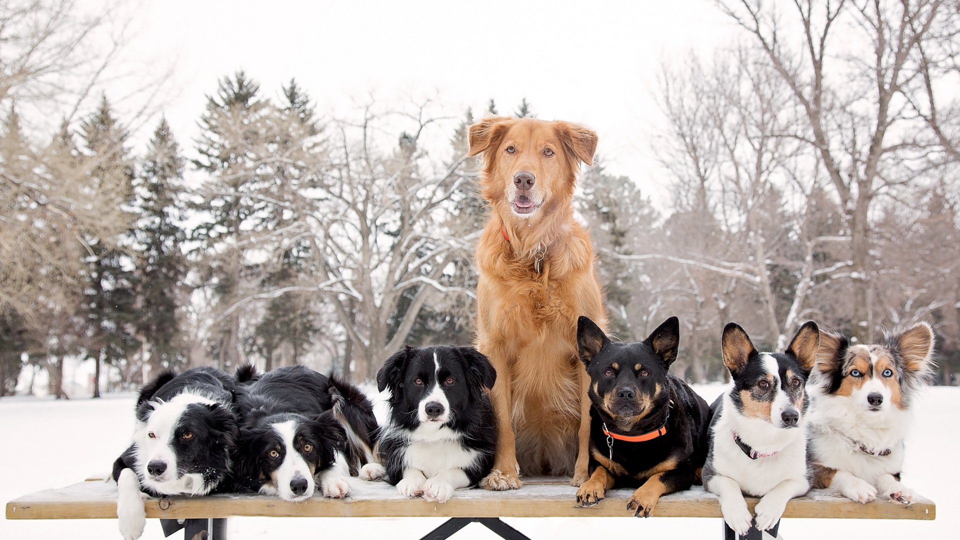 hunde viel natur