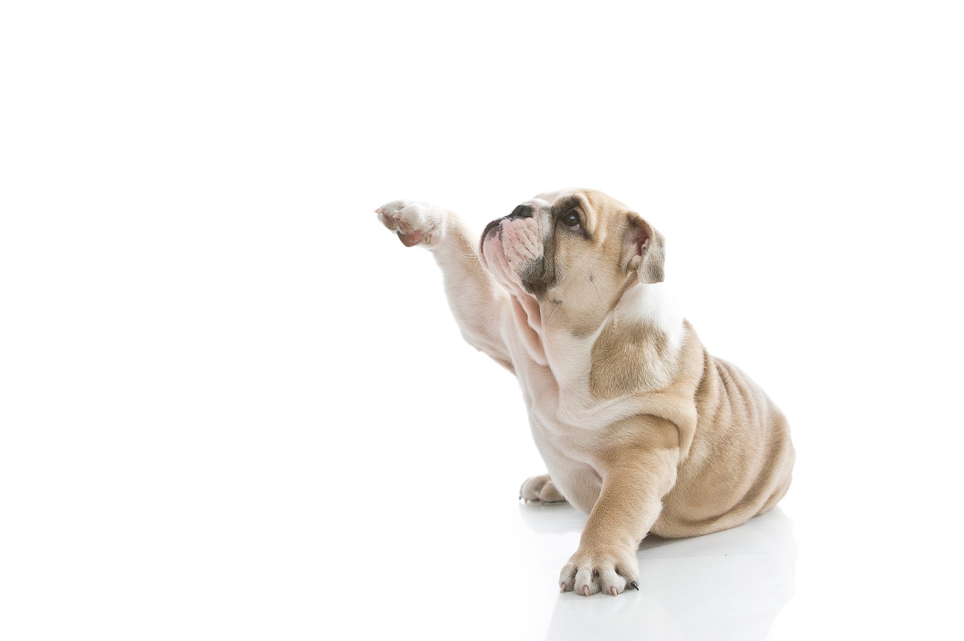 english bulldog dog puppy white background section