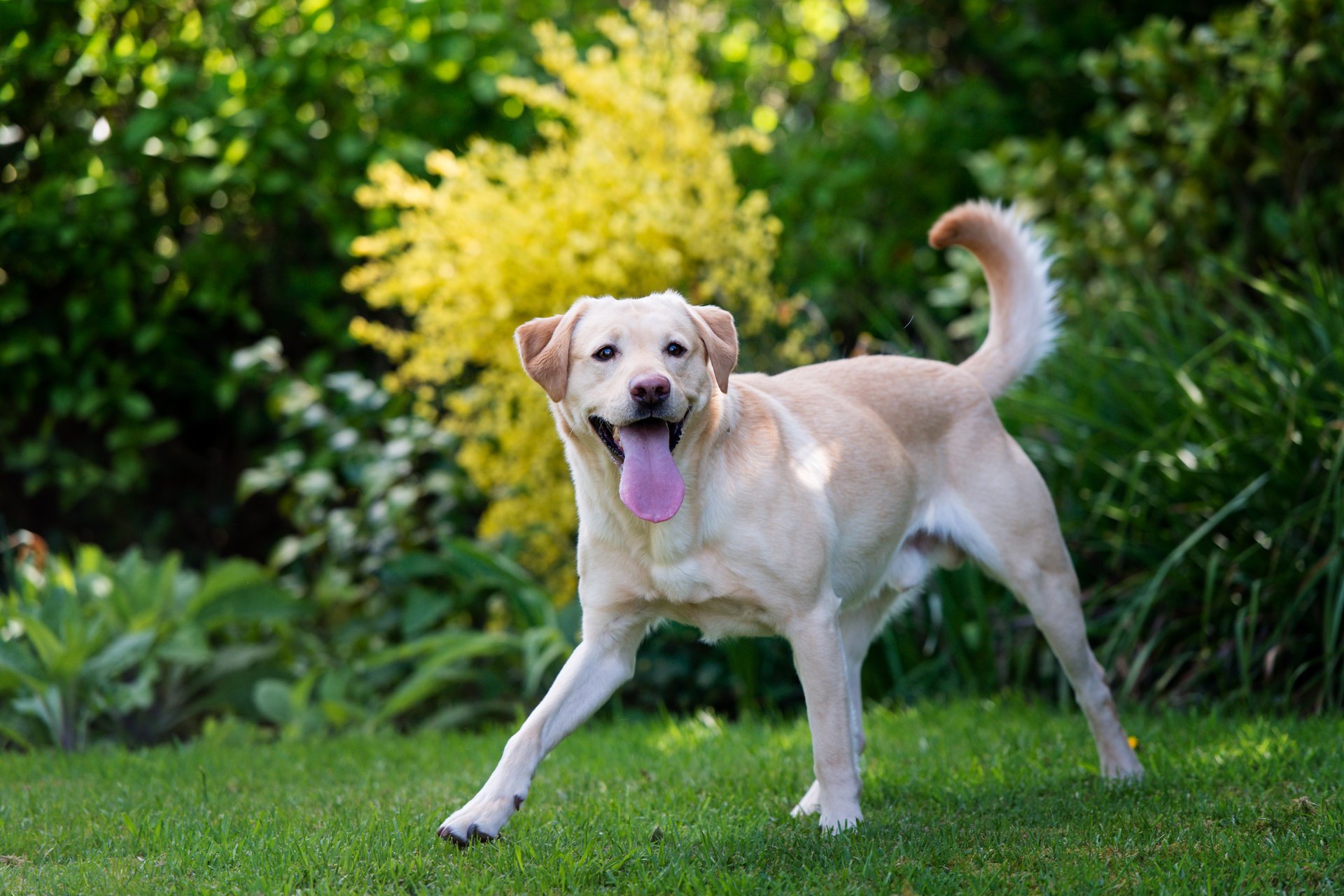 dog labrador grass english