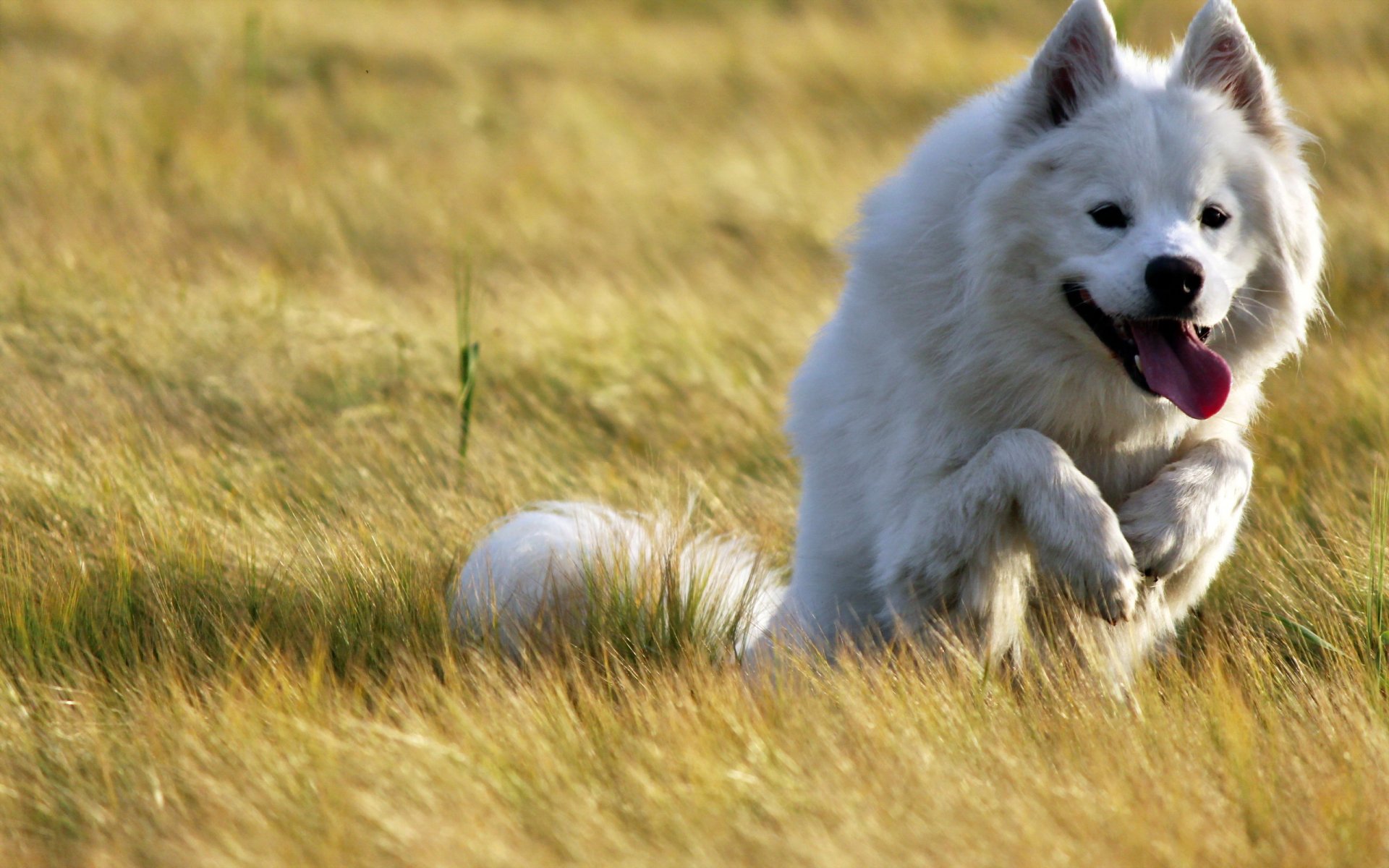 dog other the field