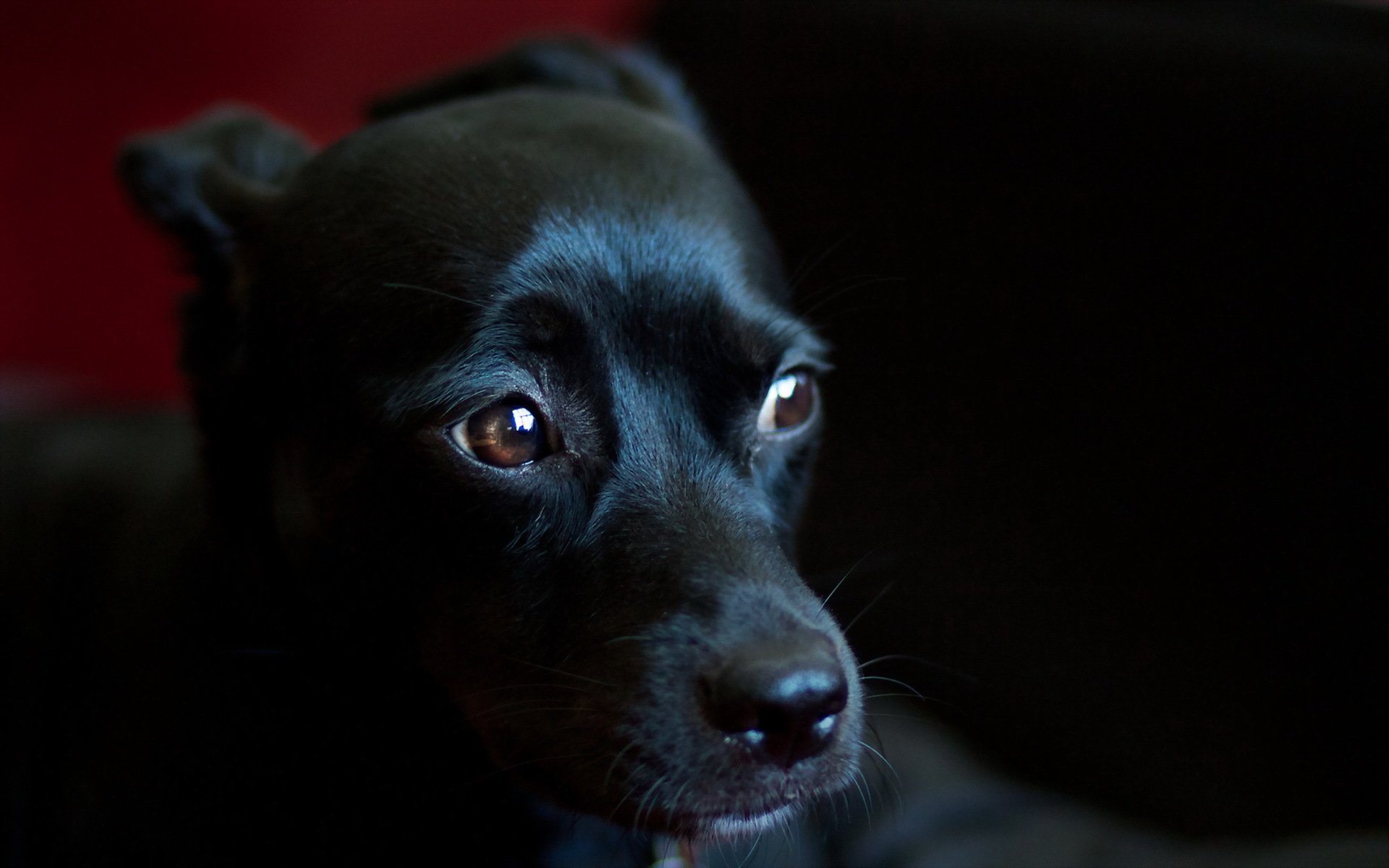 perro mirada amigo