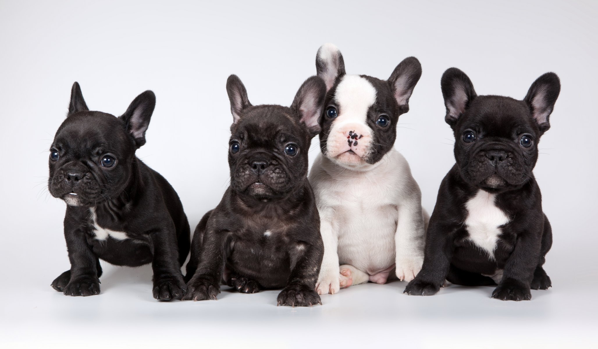 hunde freunde hintergrund
