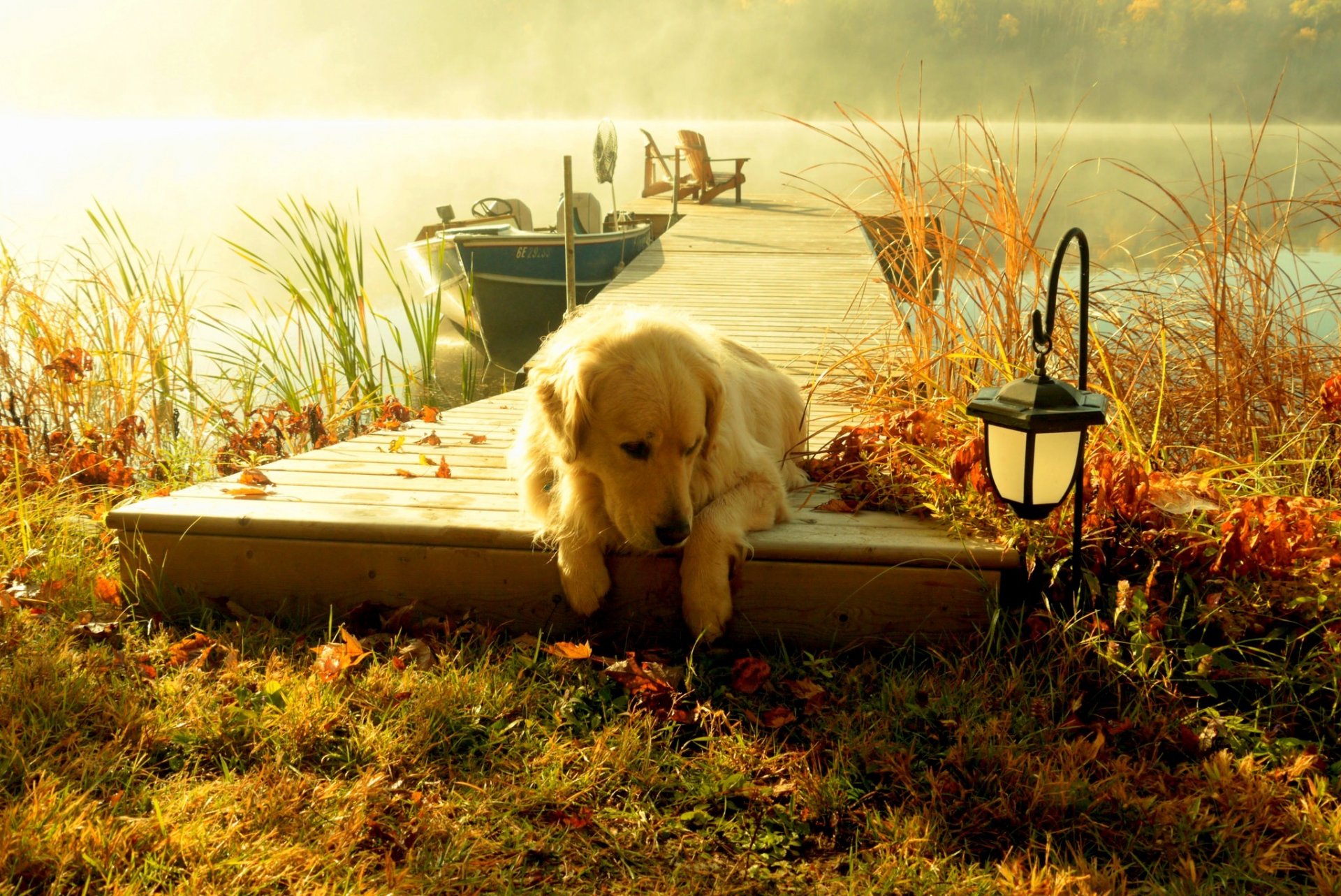 boat dog lantern landscape view forest grass lake water sky sunset nature view boat
