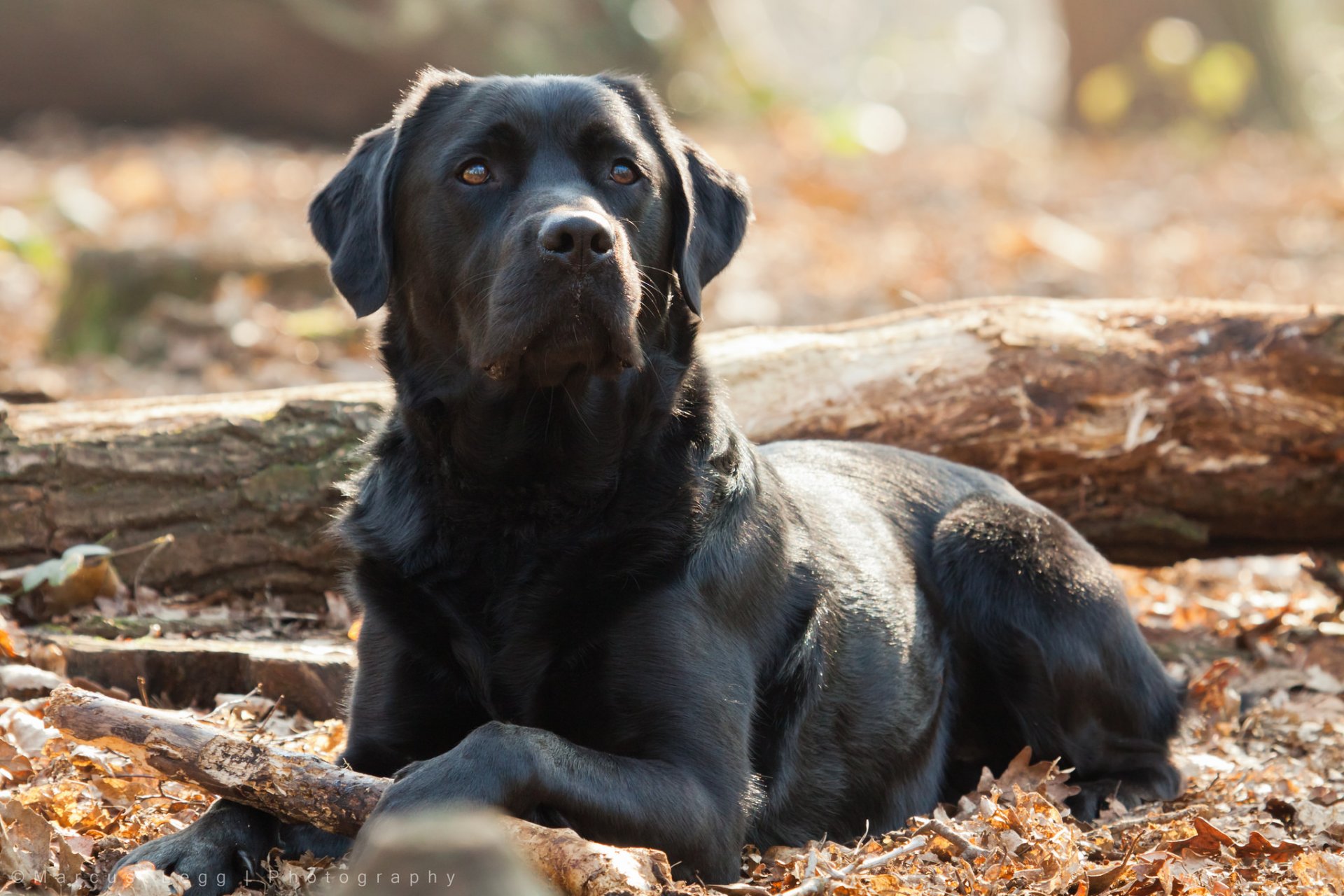 hund blick freund