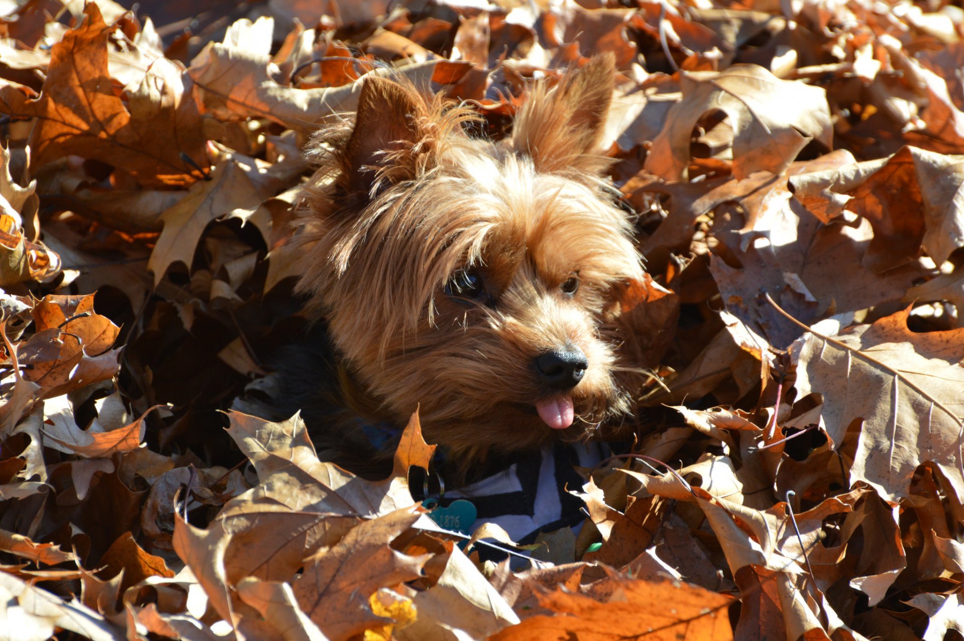 chien vue ami nature