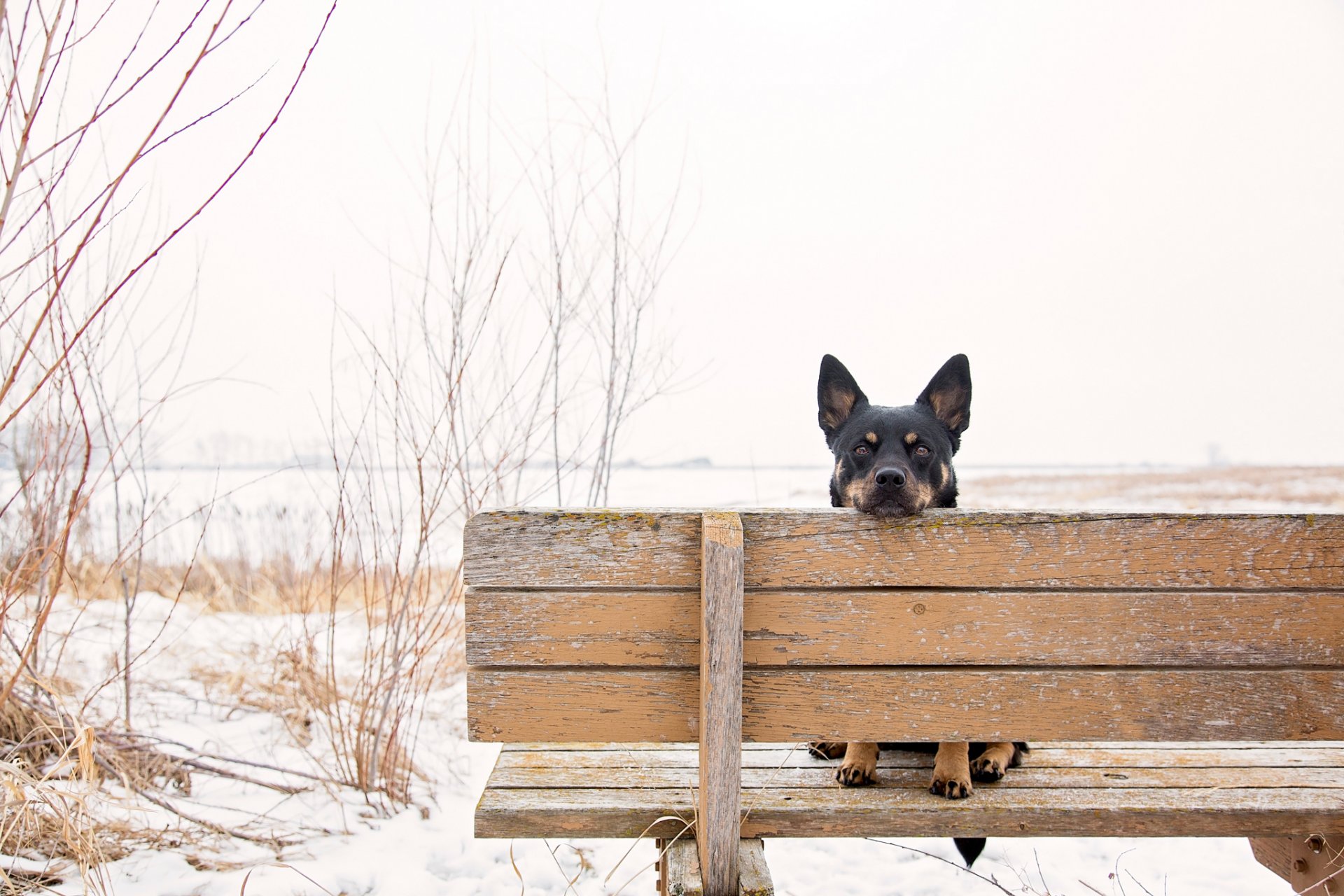 banc vue oreilles
