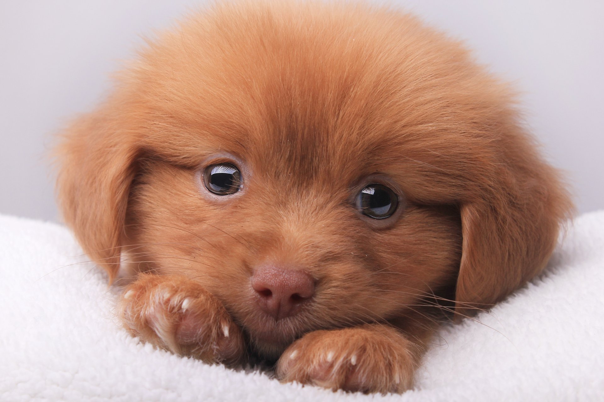 chiot vue fluffy portrait