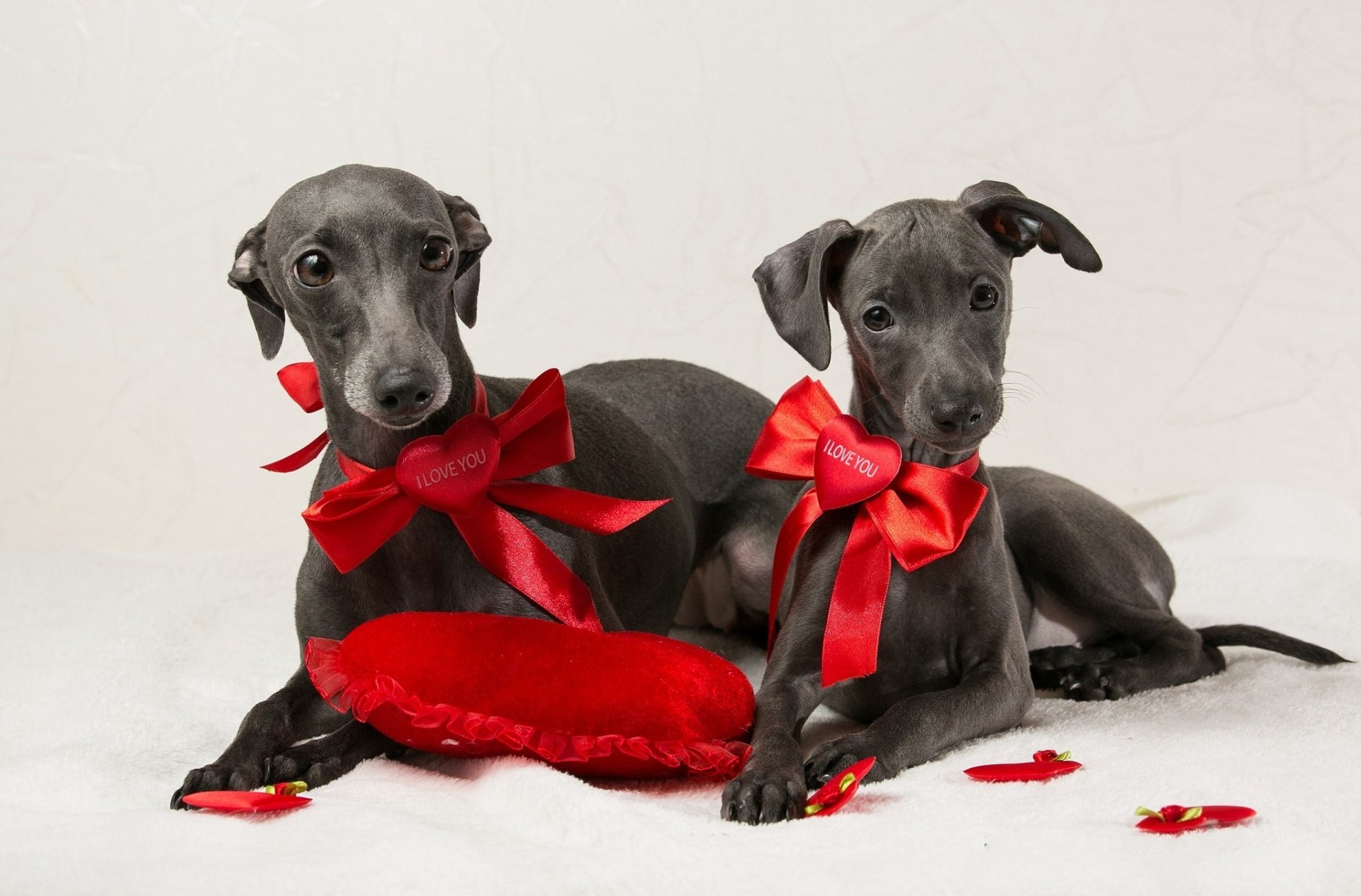 chiens arcs coeurs