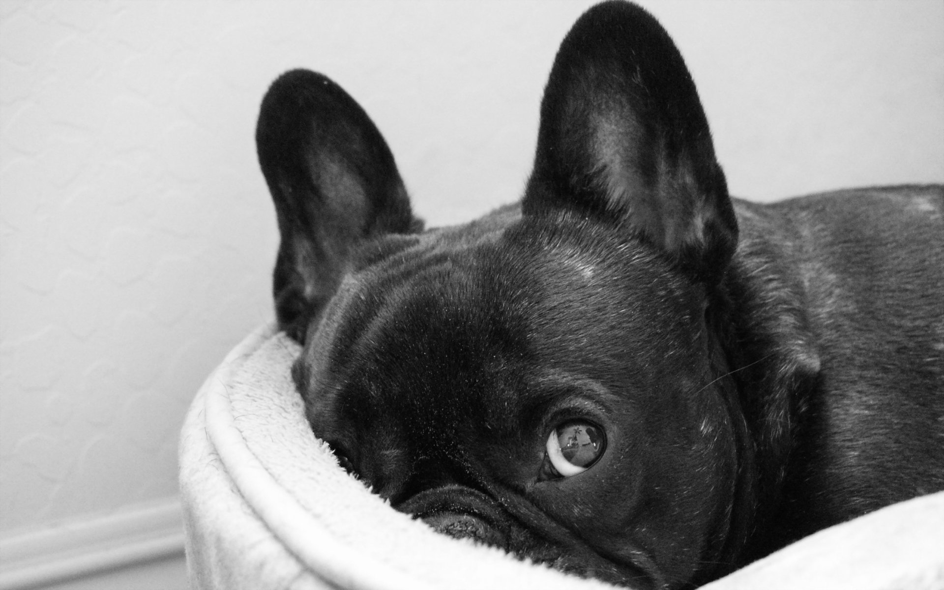 chien regard ami