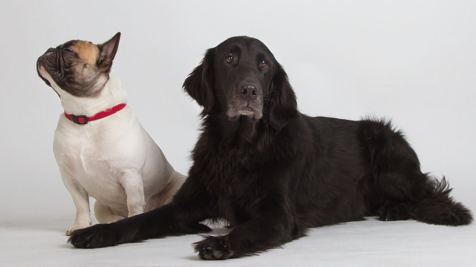 chiens amis fond