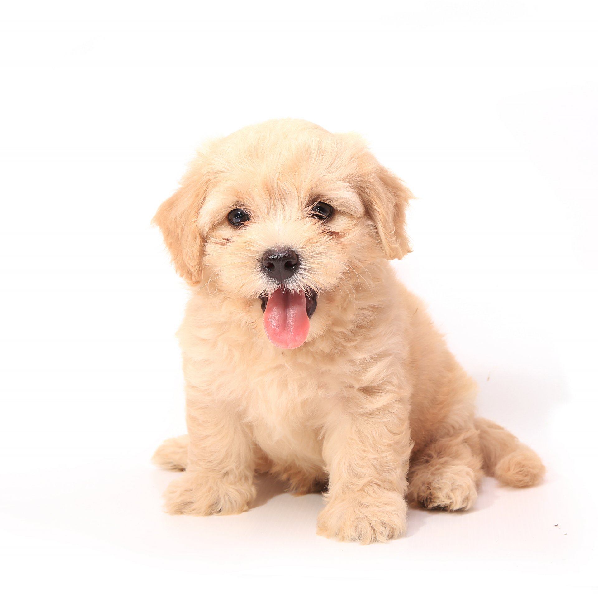 hund welpe weißer hintergrund