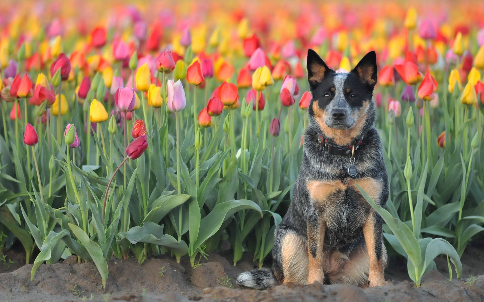 cane sguardo amico tulipani