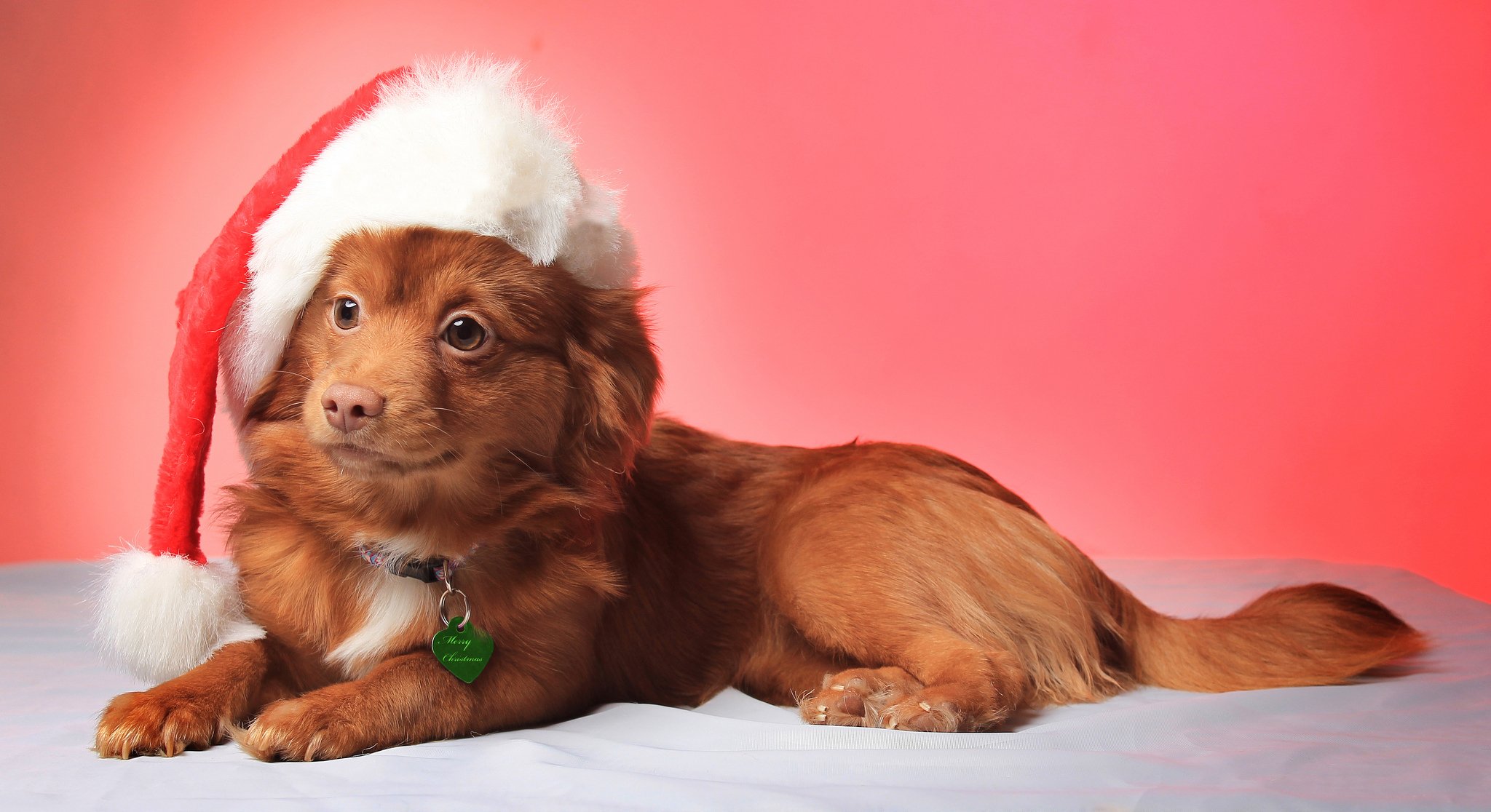 dog christmas hat view smile look hat