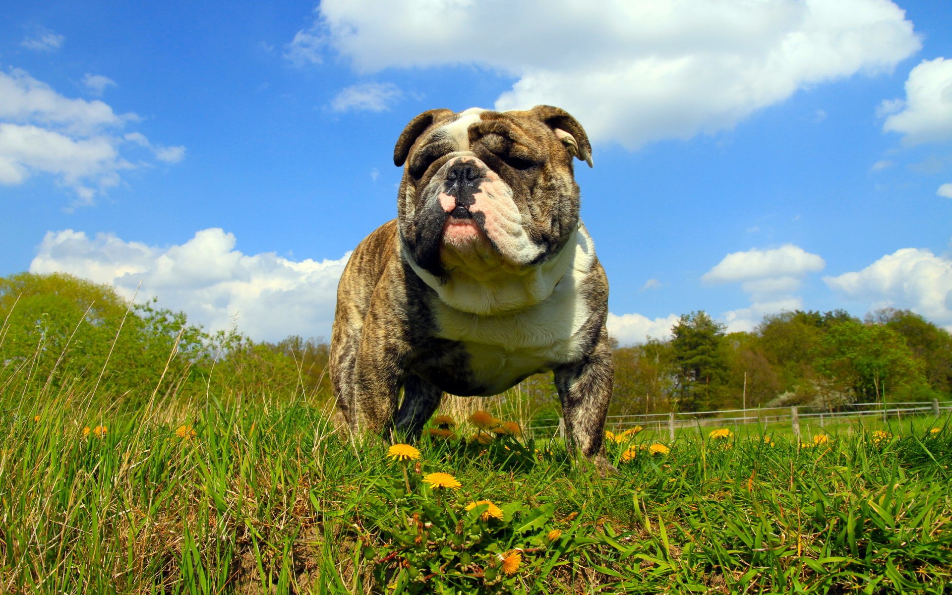 chien vue été