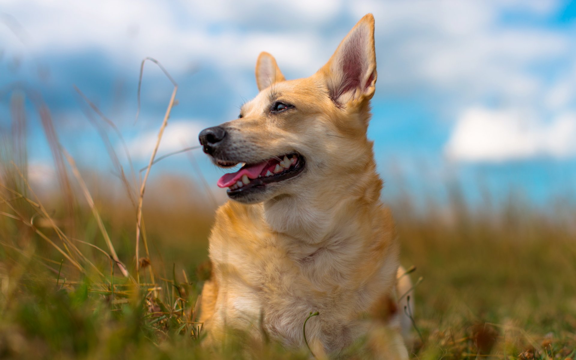 dog other summer nature