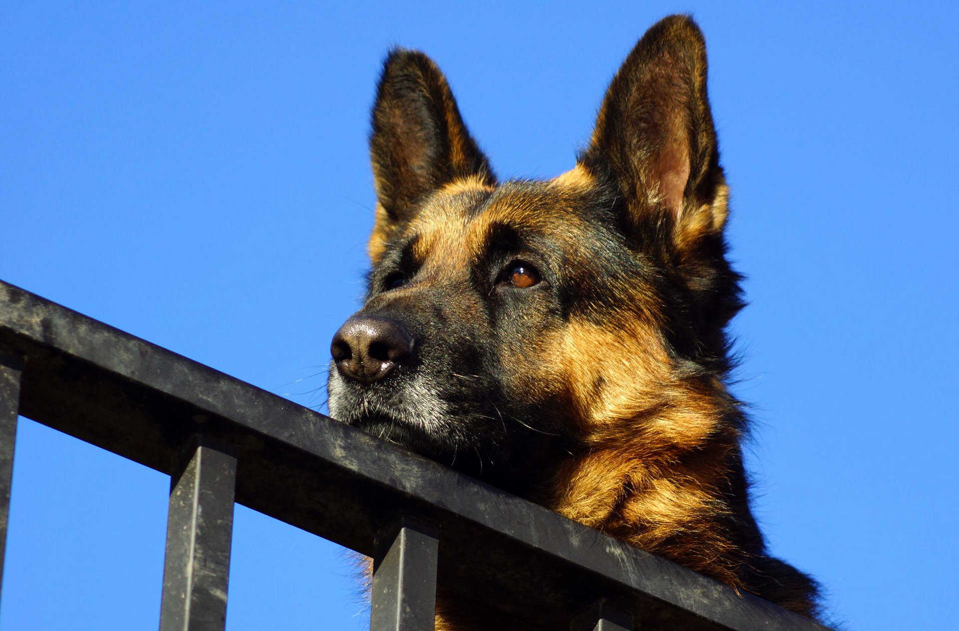 deutscher schäferhund schnauze himmel