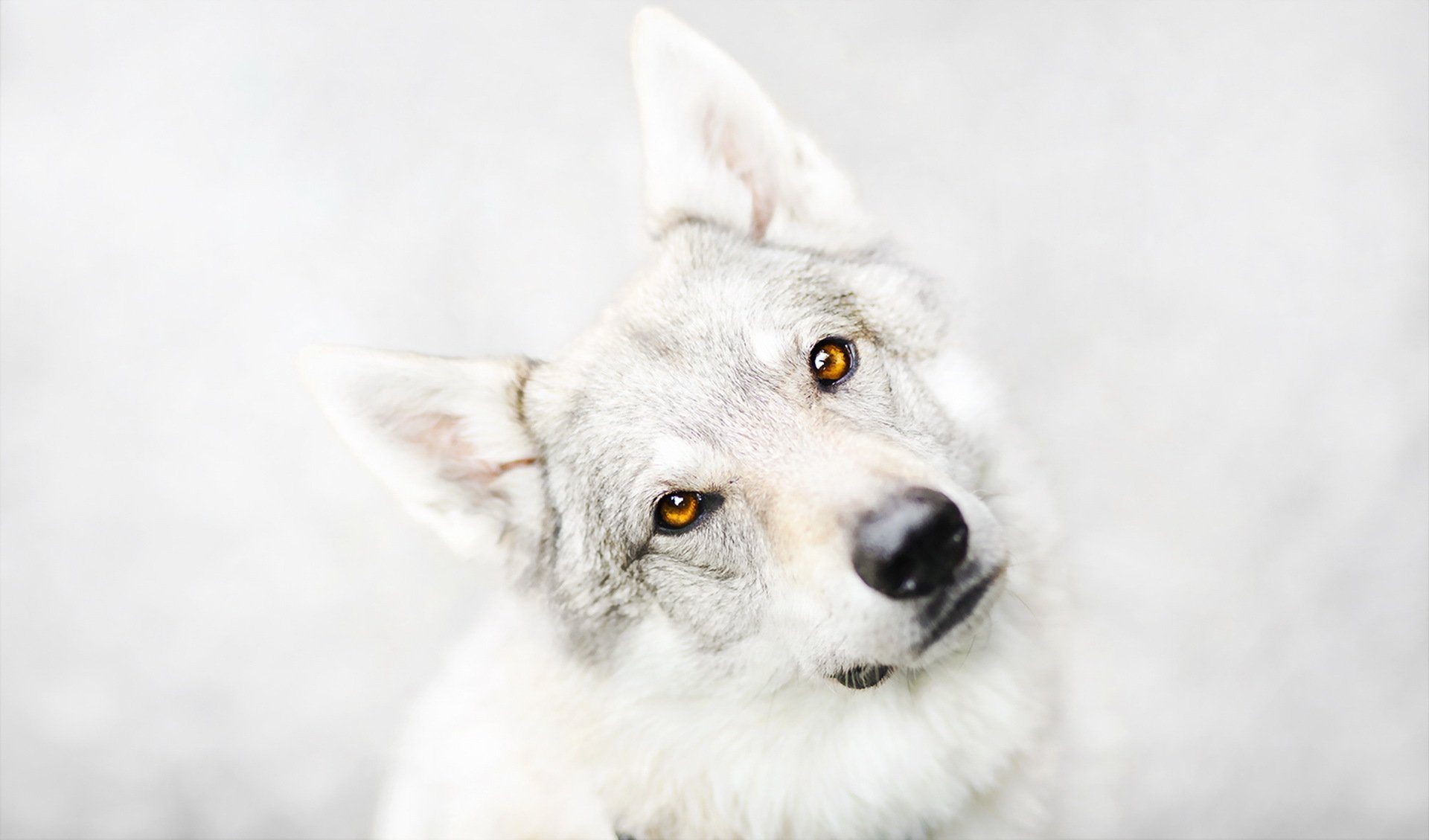 hund blick freund