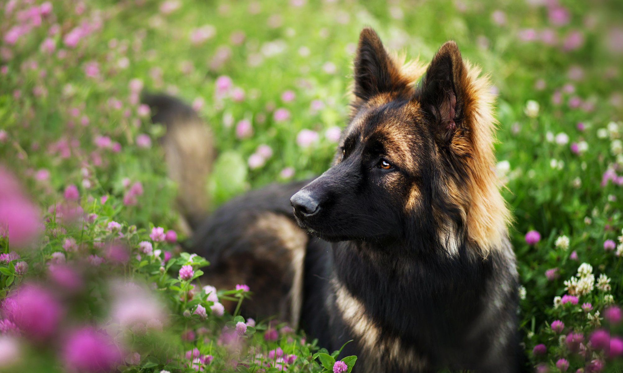 chien regard ami