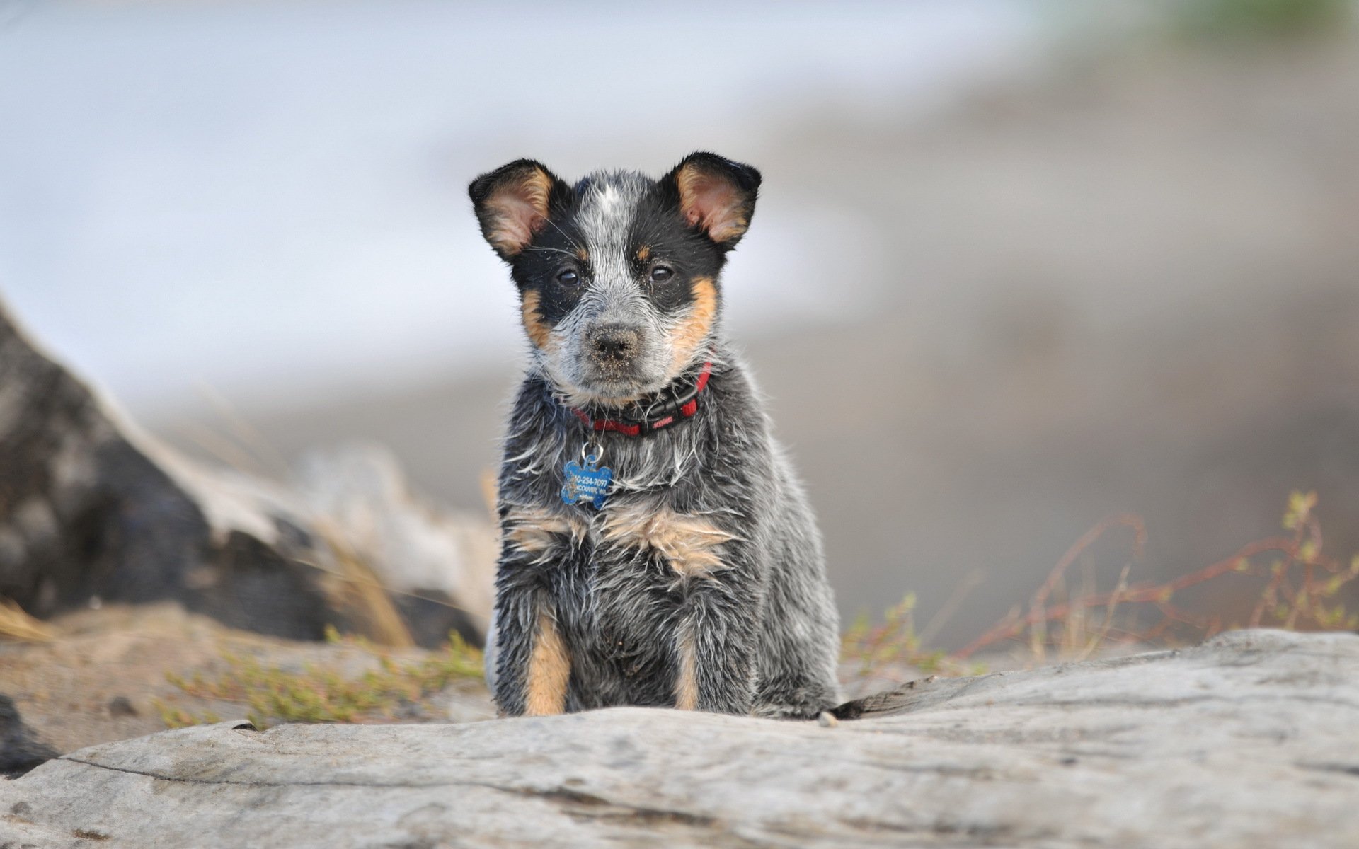 perro mirada amigo fondo