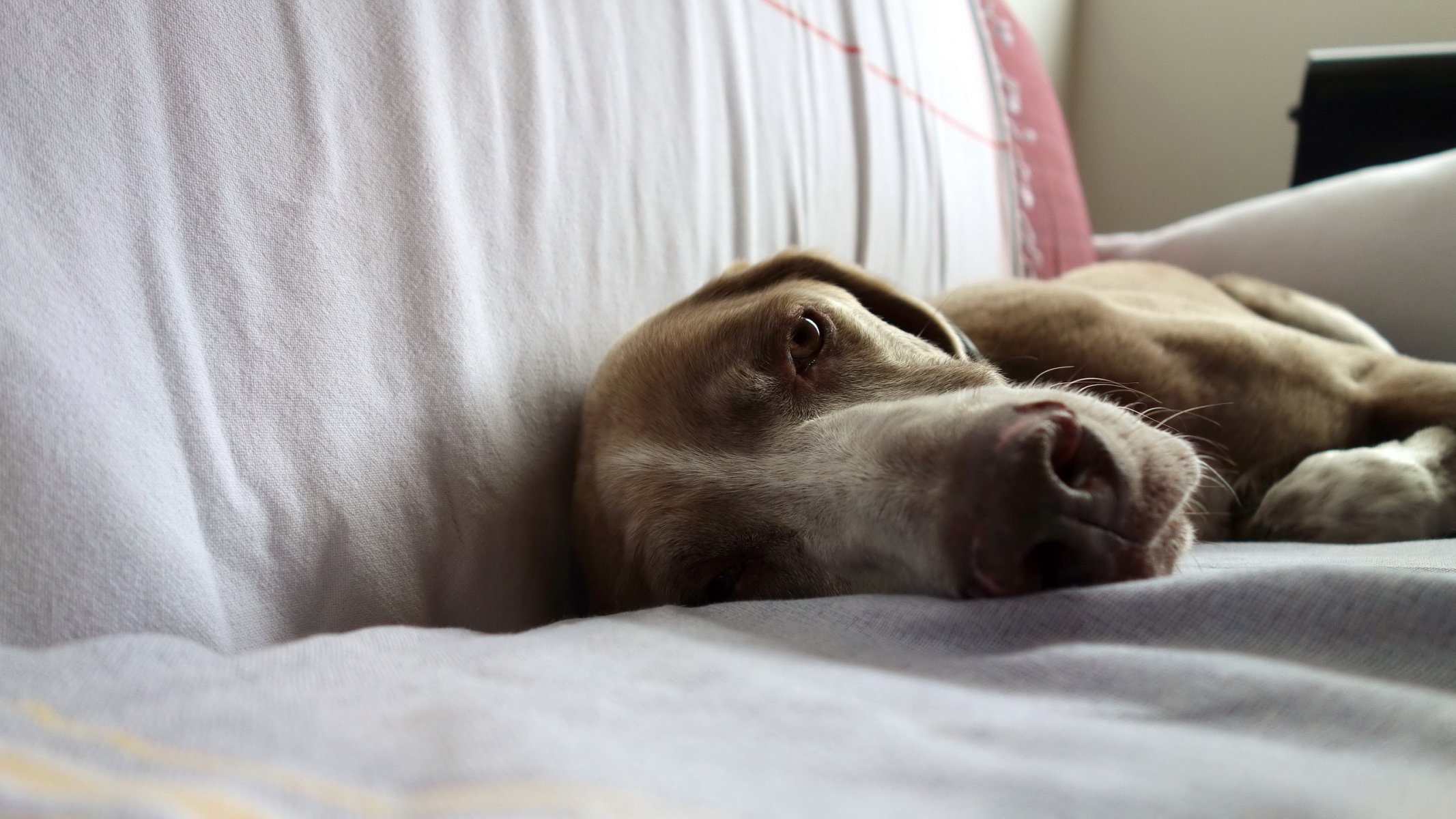 dog view other