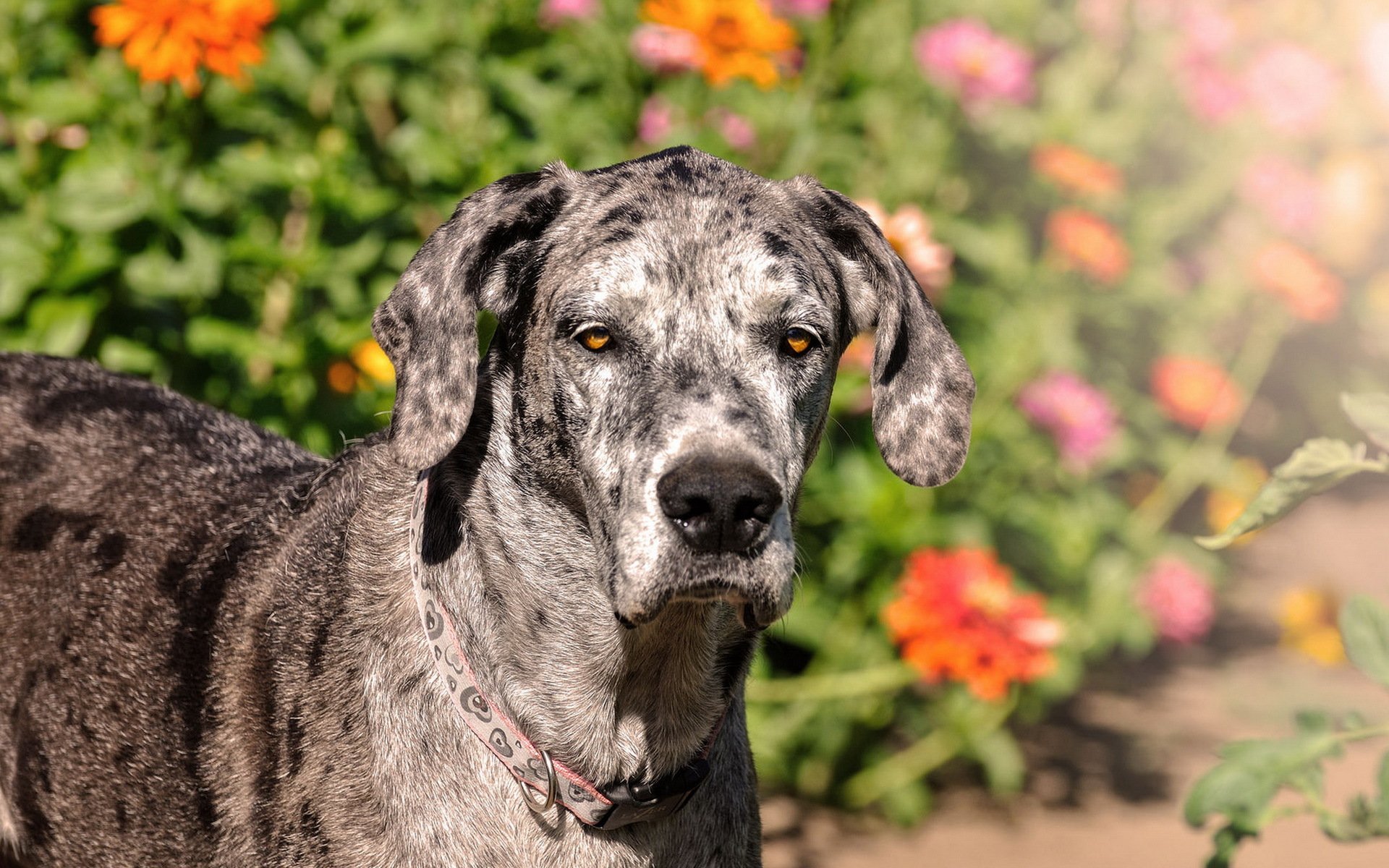 hund blick freund