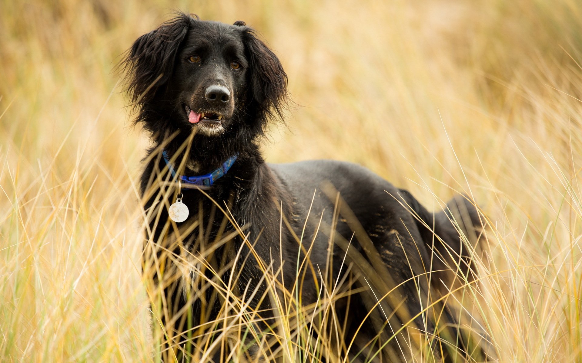 perro amigo campo
