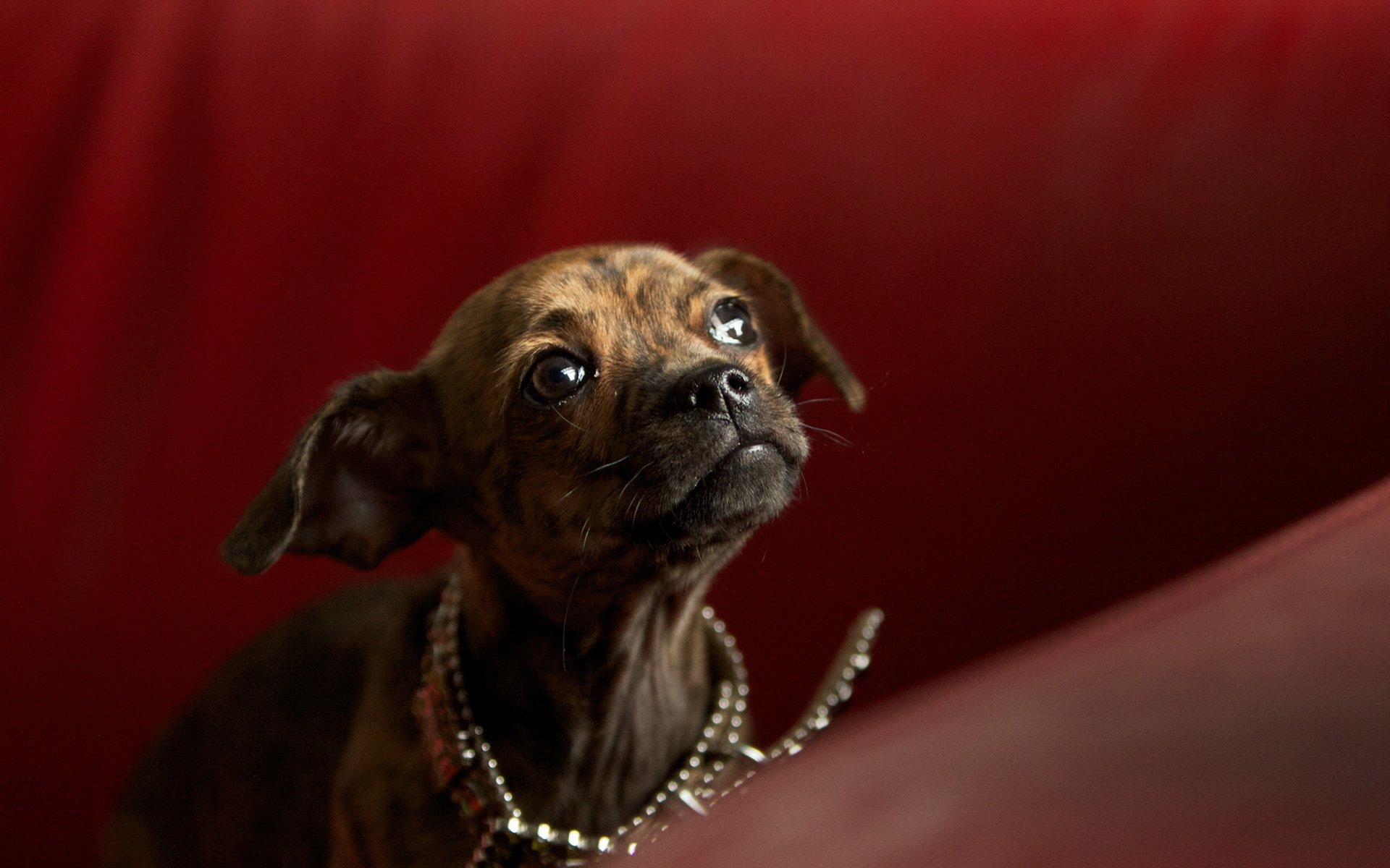 chien regard ami