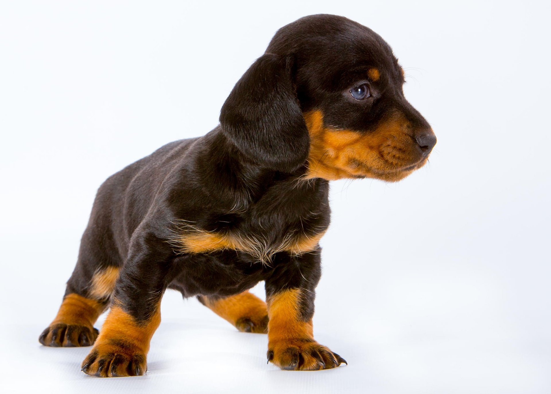 chiot oreilles regard