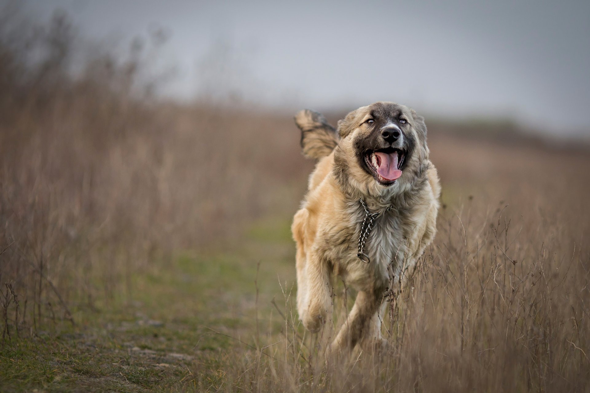 running the field dog