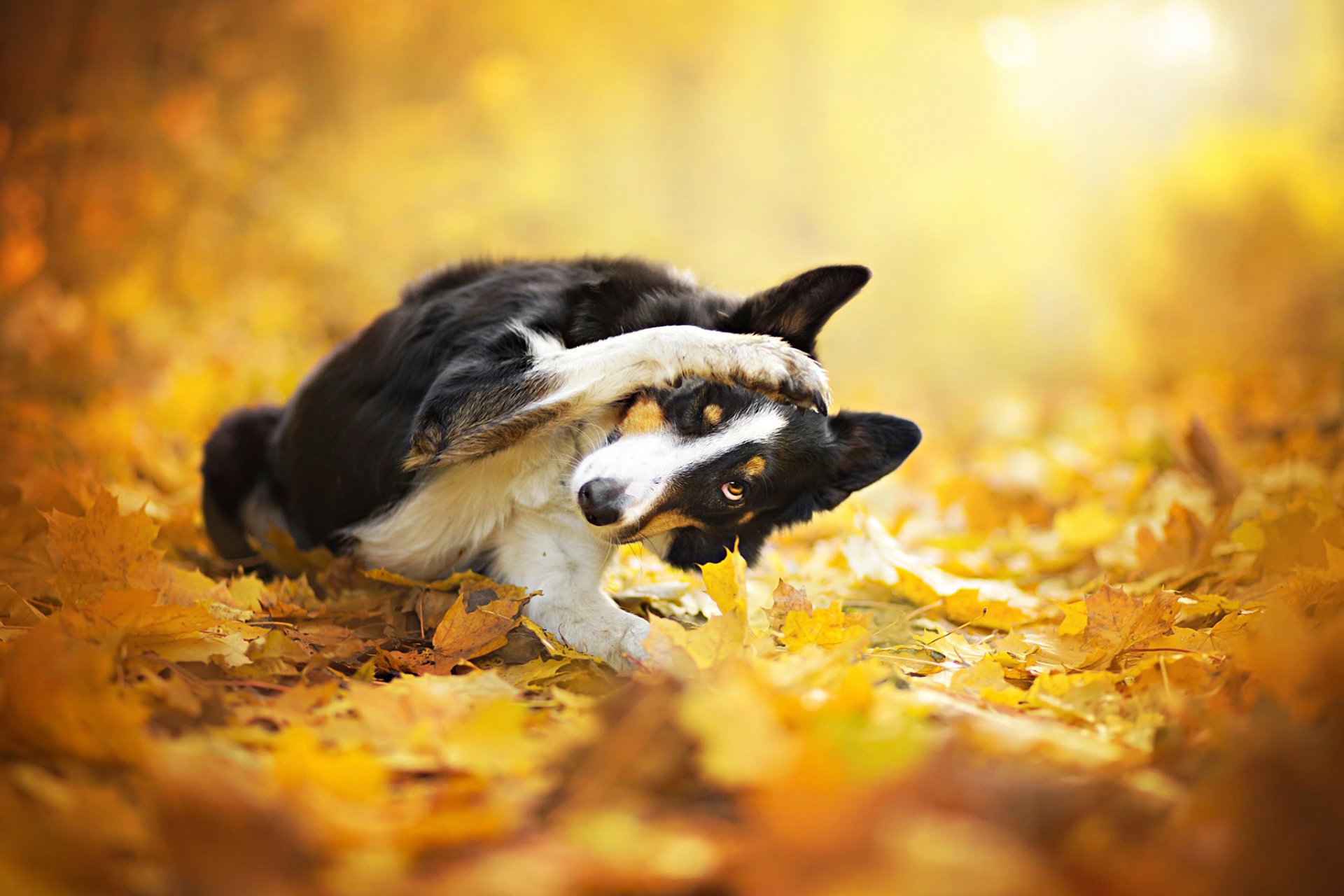 blätter bokeh herbst hund