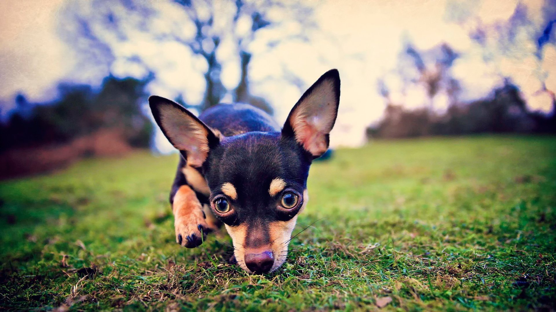 view dog ear