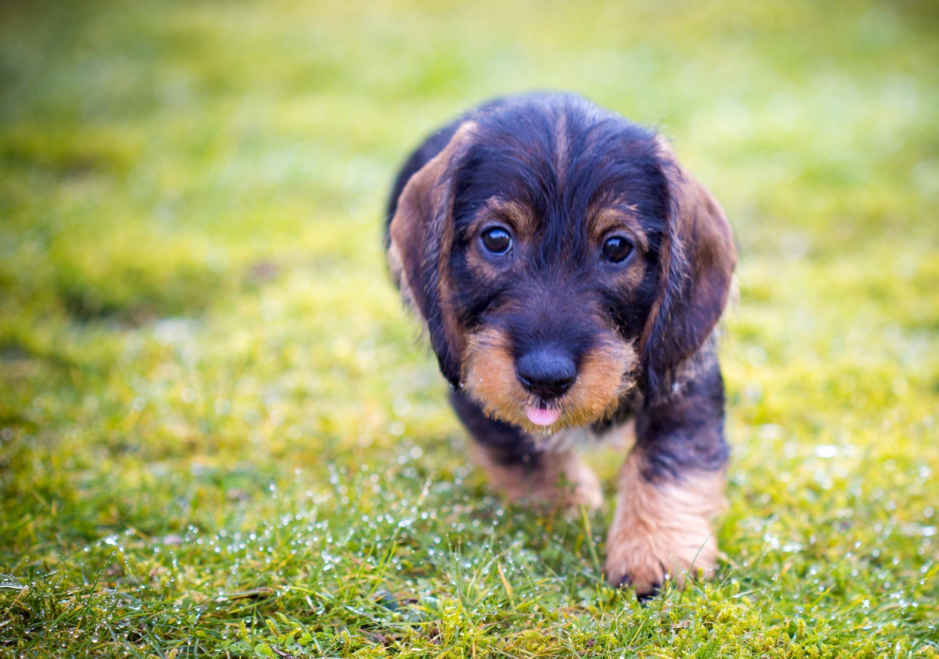 chien chiot langue museau été