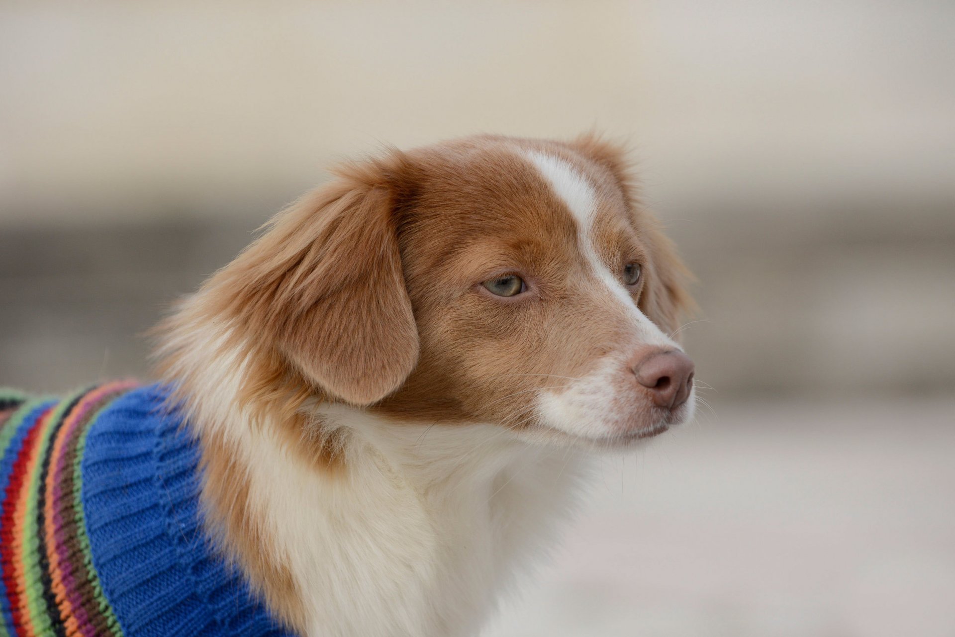 spaniel blick freund