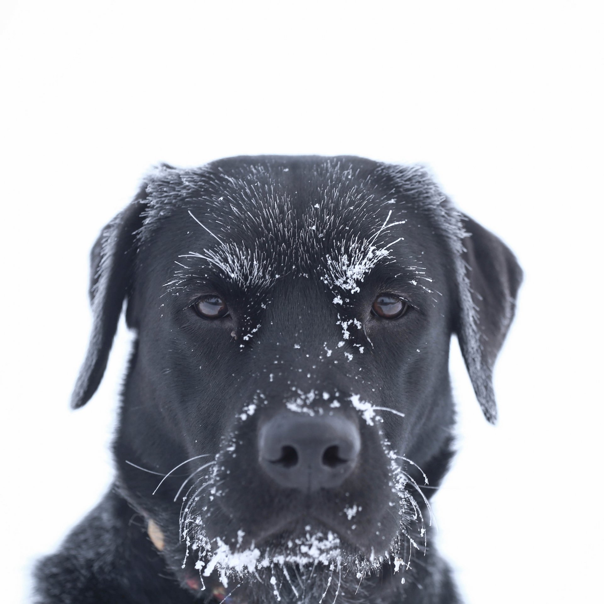 face frost