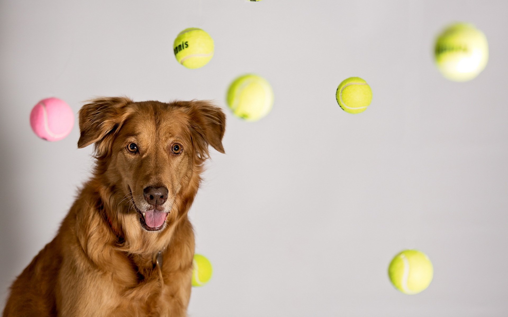 tennis balle rêves