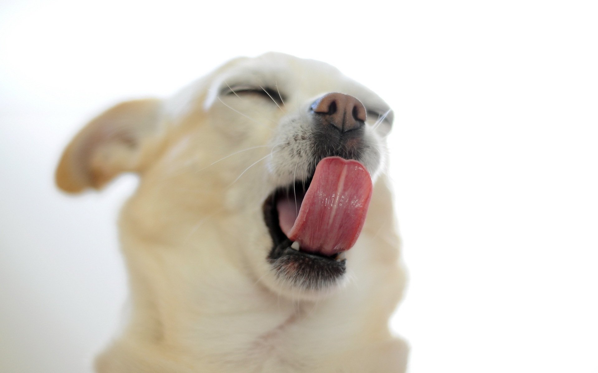 hund freund pose