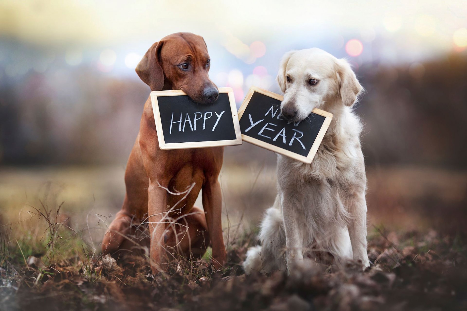 feliz año nuevo perros placas