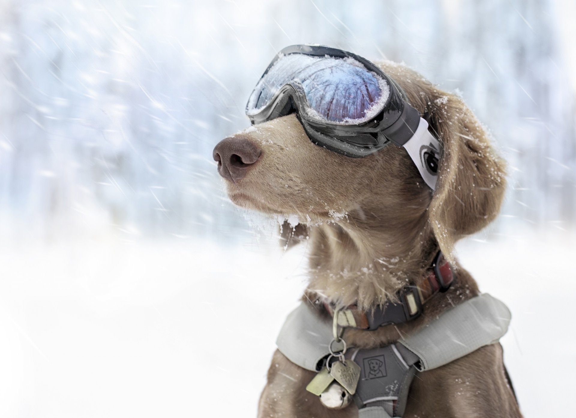 chien hiver neige sport ski lunettes