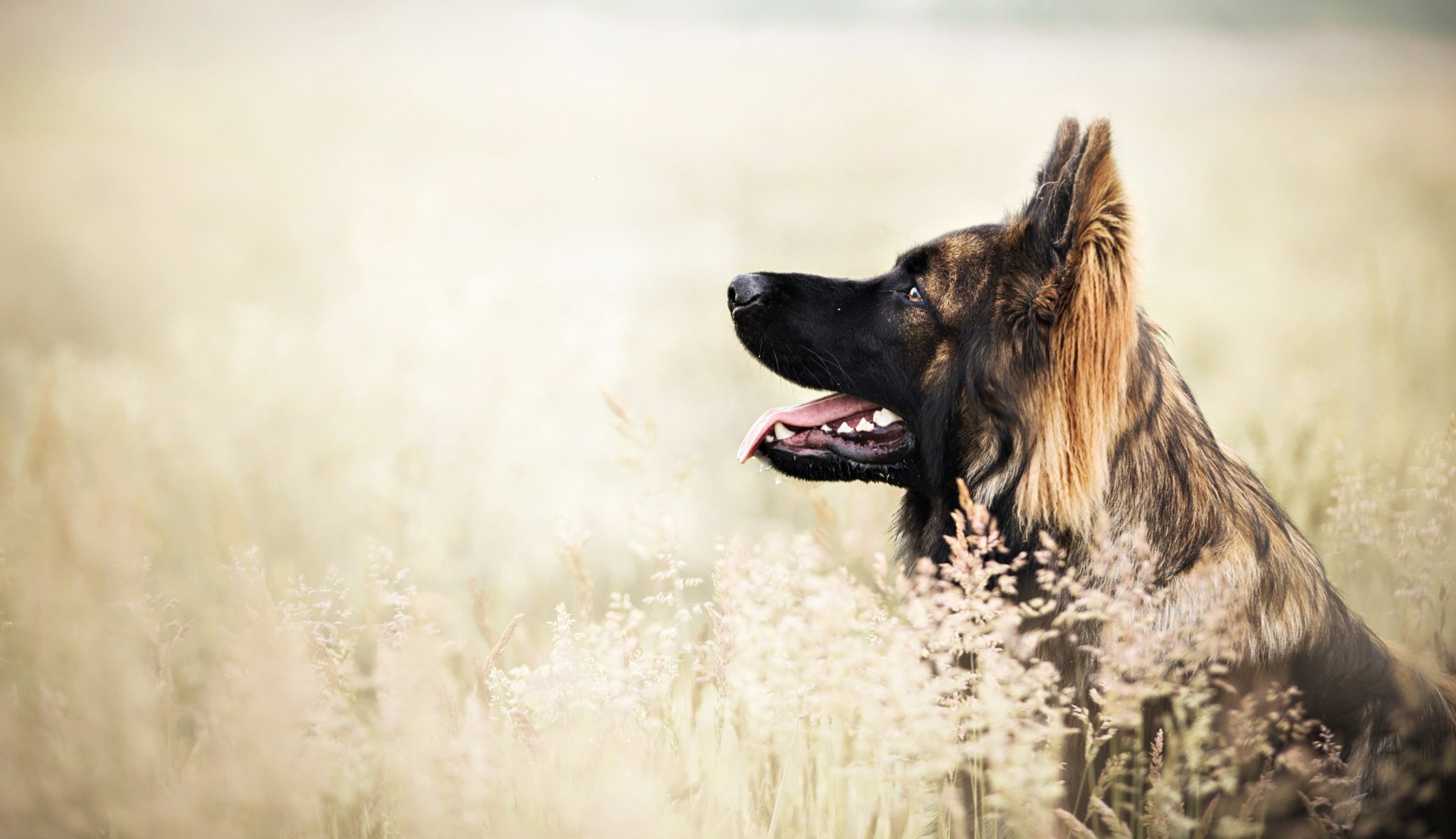 dog view other